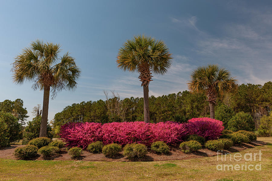 Spring in the Palmetto State  Photograph by Dale Powell