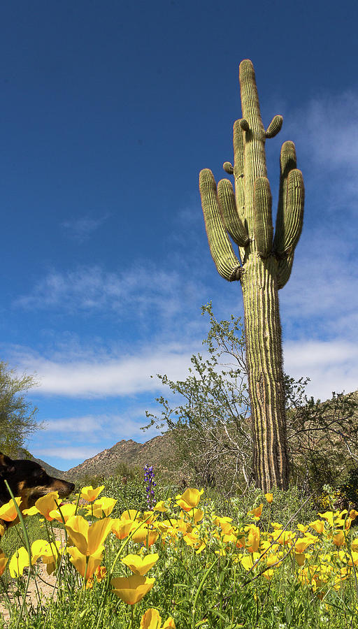 Spring in the Sonoran Desert Photograph by Amy Sorvillo