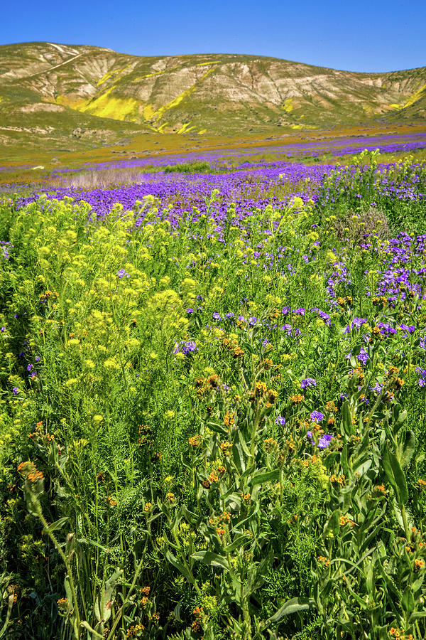 Spring in the Temblors - Superbloom 2017 Photograph by Lynn Bauer
