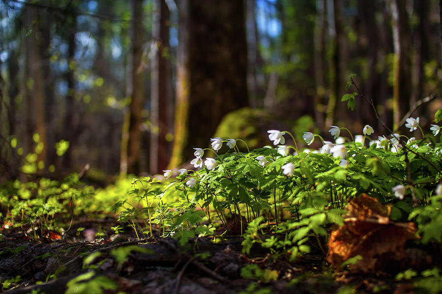 Spring In The Woods Photograph by Baac3nes