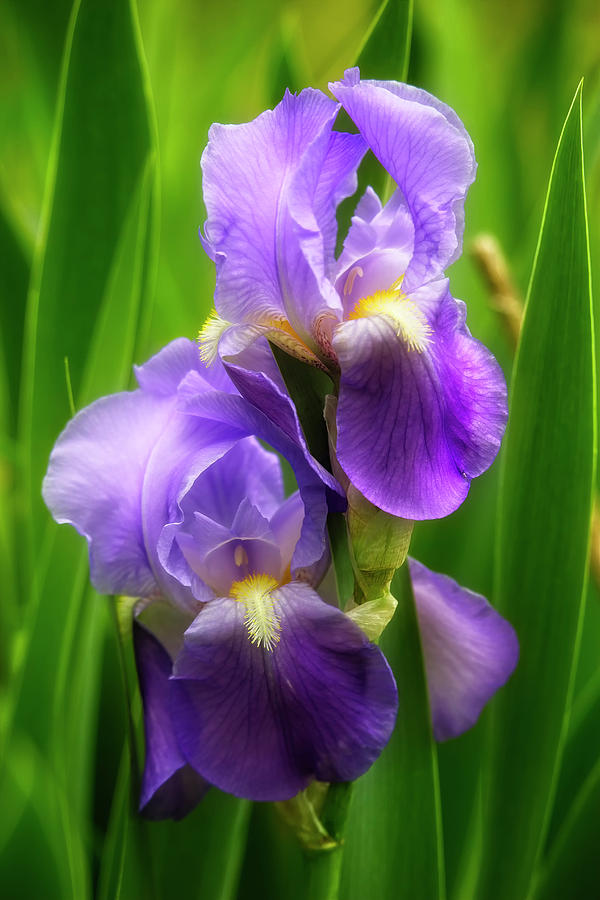 Spring Iris Flowers Photograph by Laura Vilandre