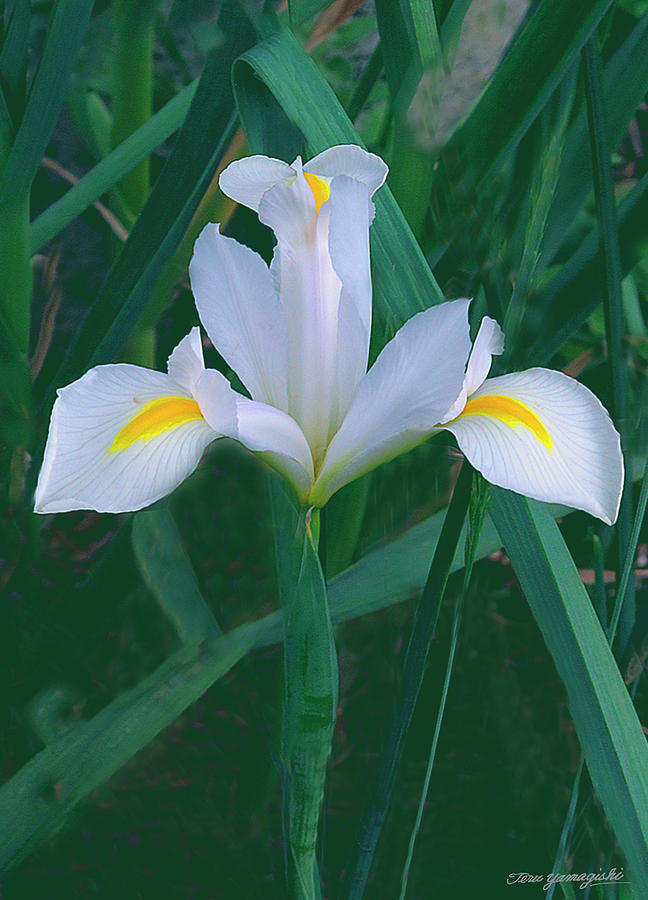 Spring is around the corner Photograph by Teru Yamagishi - Pixels