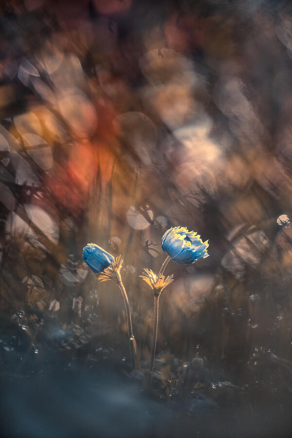 Spring Is Back Photograph by Fabien Bravin