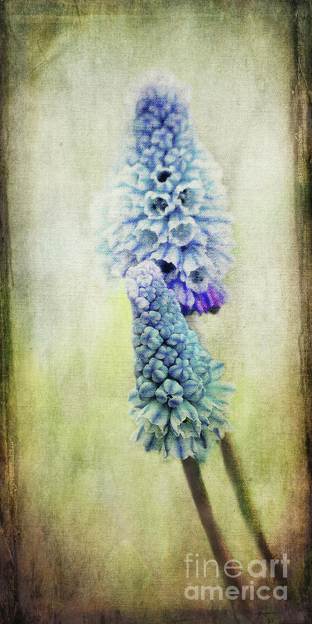 Spring is coming by Angela Doelling AD DESIGN Photo and PhotoArt Spring is coming by Angela Doelling AD DESIGN Photo and PhotoArt