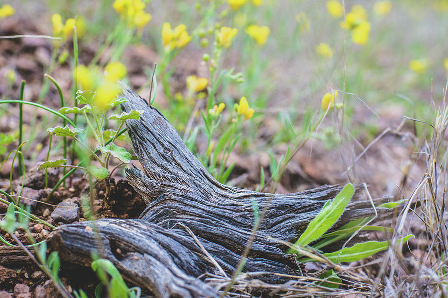 Spring is Coming Photograph by Melisa Elliott