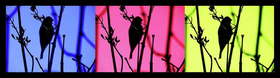 Spring is Coming Triptych - Photography - Avian Art - Bird Sihouette Photograph by Brooks Garten Hauschild