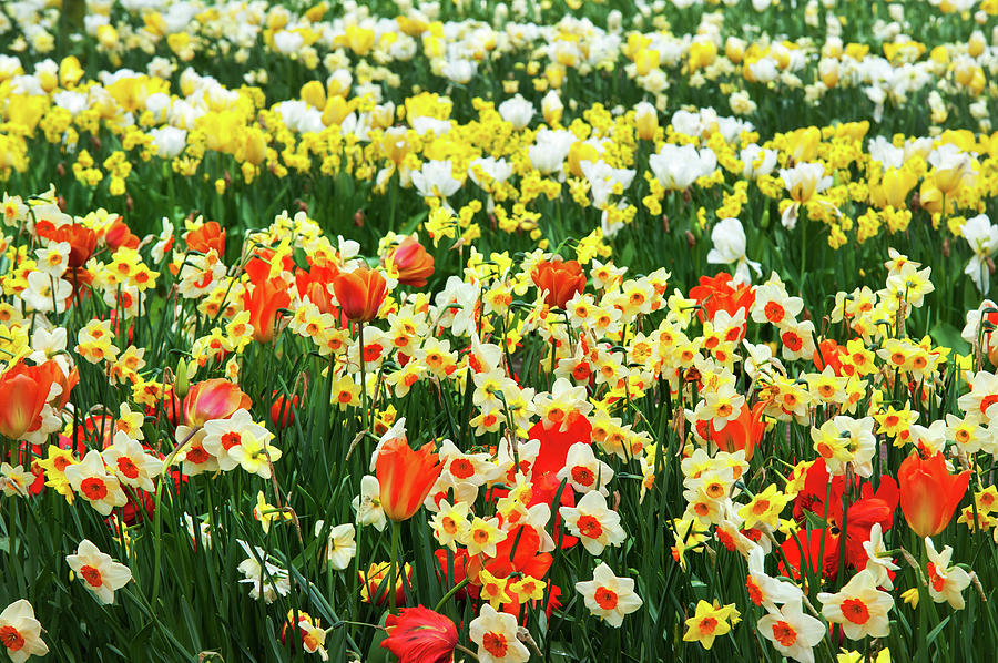 Spring Joy. Keukenhof Botanical Garden Photograph by Jenny Rainbow