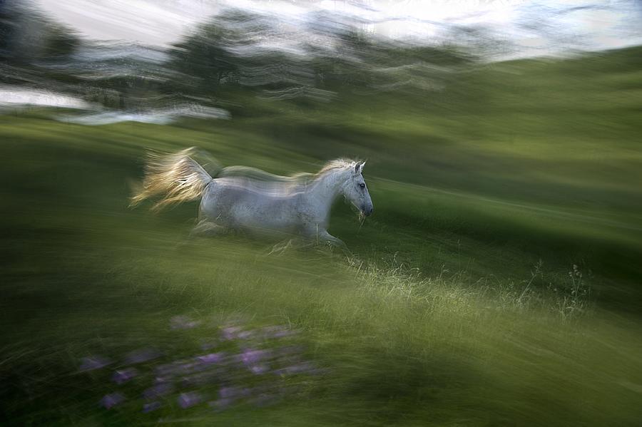 Horse Photograph - Spring Joy by Milan Malovrh