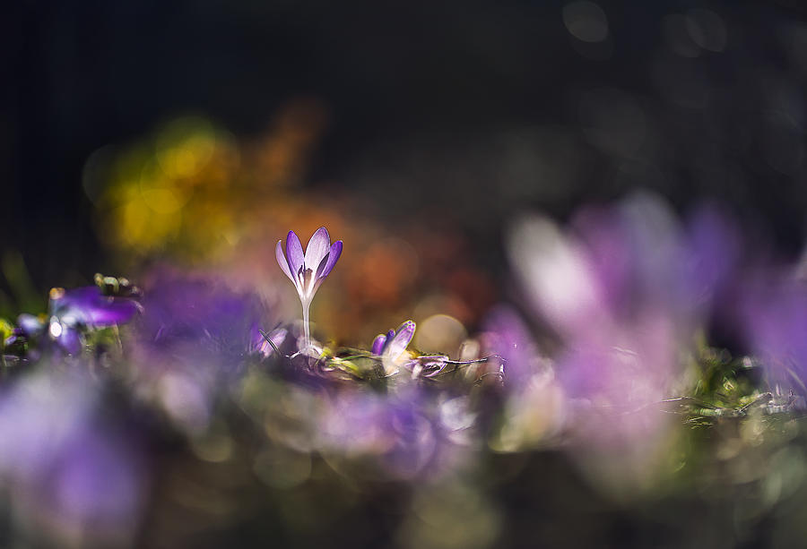 Macro Photograph - Spring by Katarina Holmstrm