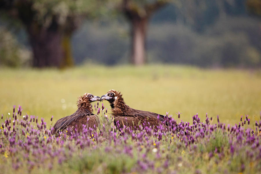 Vulture Photograph - Spring Kiss by Mario Surez