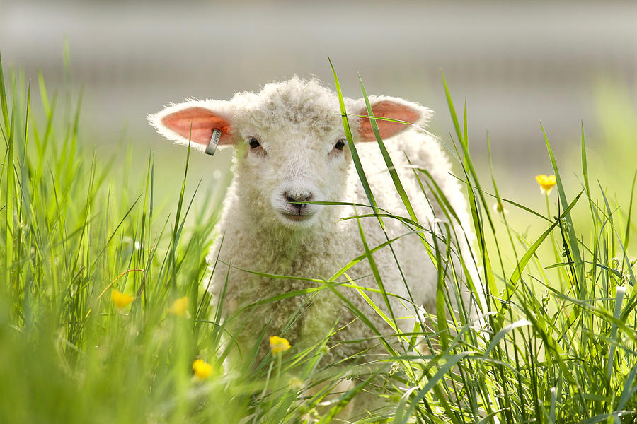 Spring Lamb Photograph by Rachel Morrison