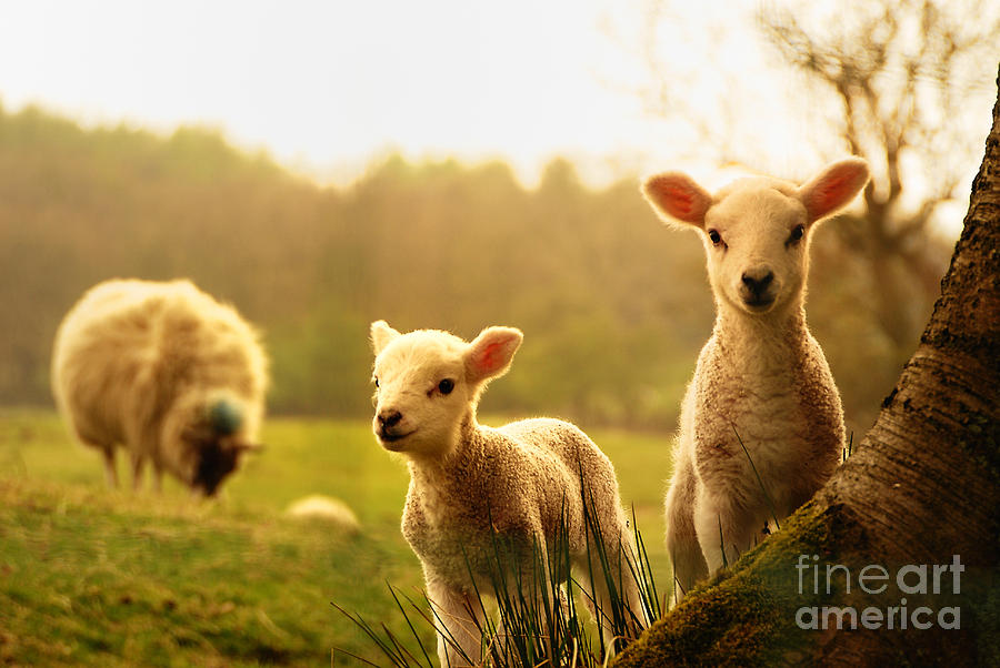 Tree Photograph - Spring Lambs by Drew Rawcliffe Tree Photograph - Spring Lambs by Drew Rawcliffe