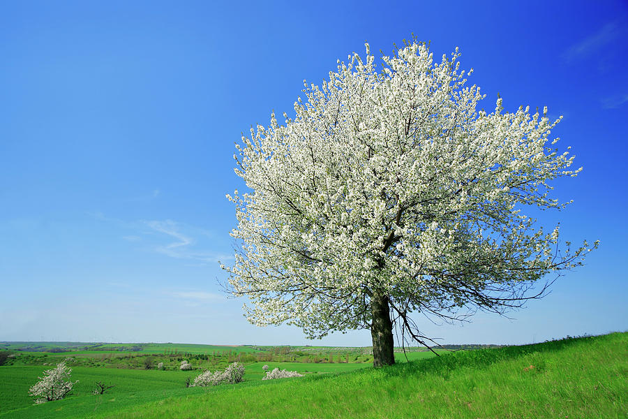 Spring Landscape Photograph by Avtg