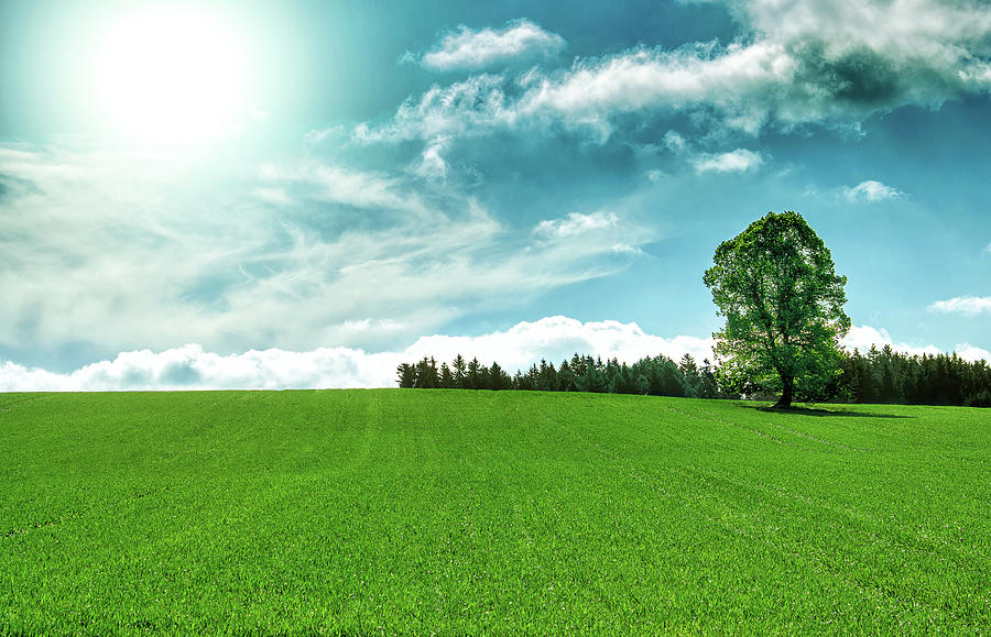 Spring landscape with tree and blue sky Photograph by Artush Foto ...