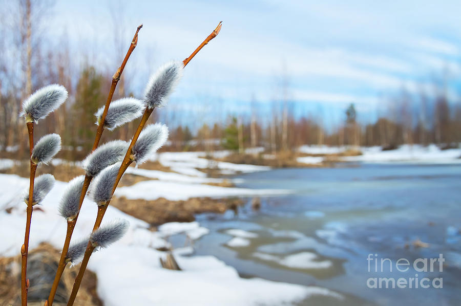 Ice Photograph - Spring Landscape With Willow Branches by Leonid Ikan Ice Photograph - Spring Landscape With Willow Branches by Leonid Ikan