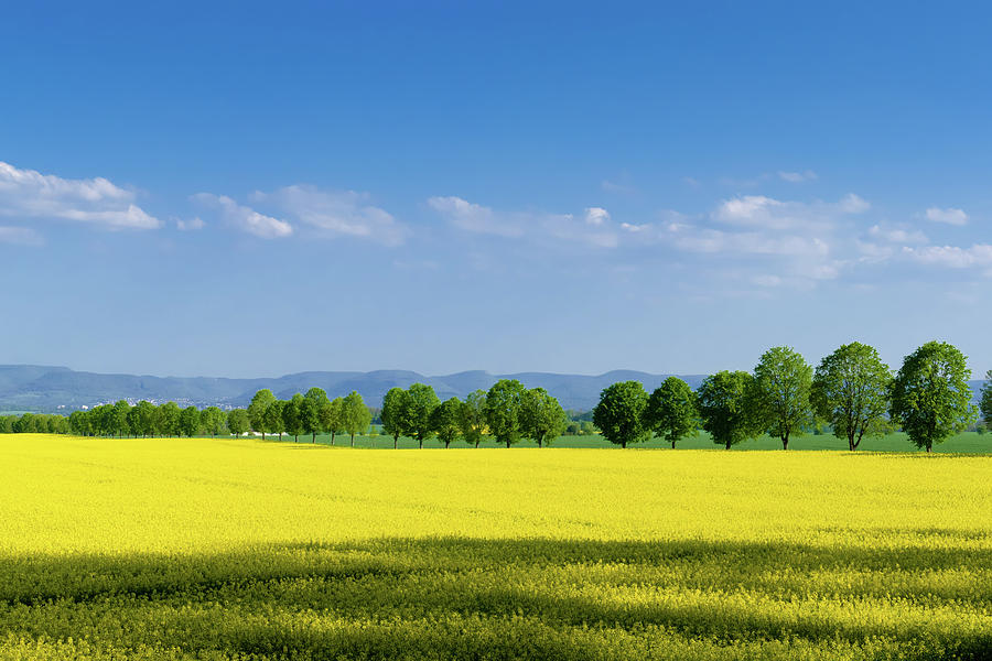 Spring Landscape with yellow canola field and blue sky Photograph by Matthias Hauser