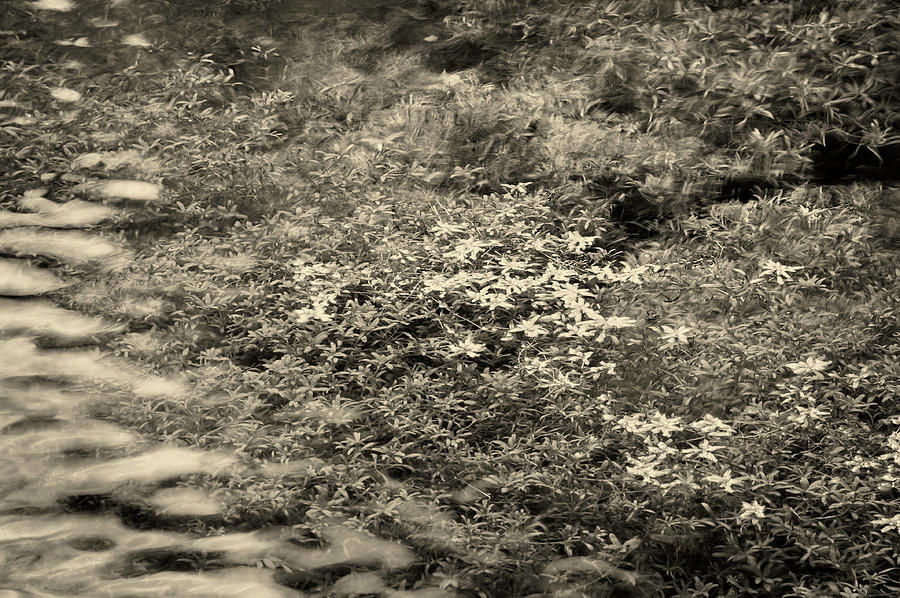 Spring Lathkill by Jerry Daniel Spring Lathkill by Jerry Daniel
