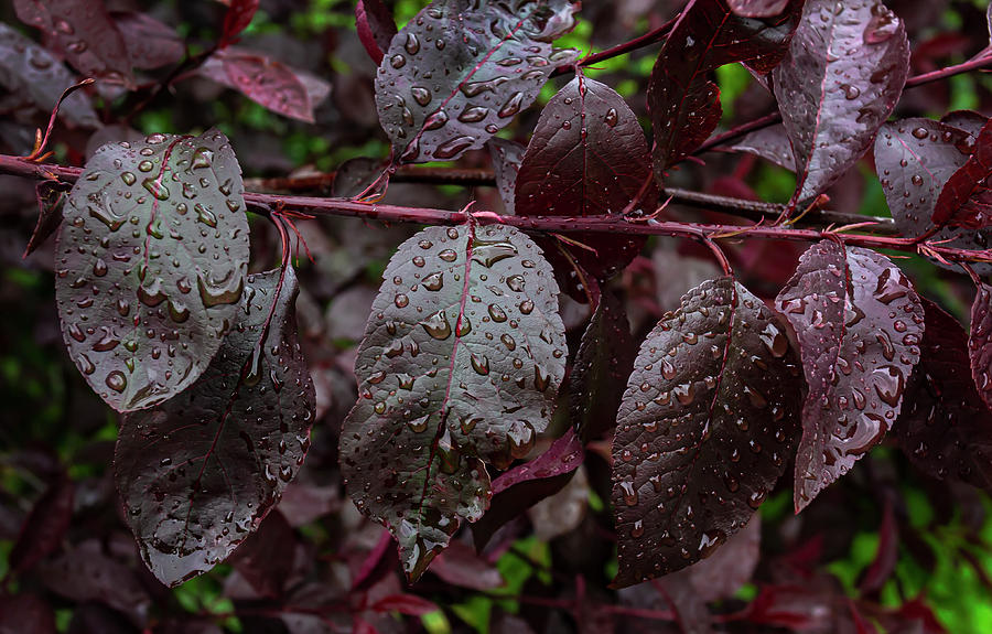 Spring Leaves and Raindrops Photograph by Robert Ullmann