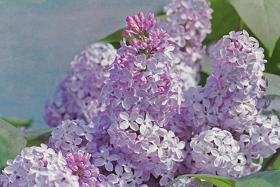 Spring Lilacs Photograph by Cindi Ressler