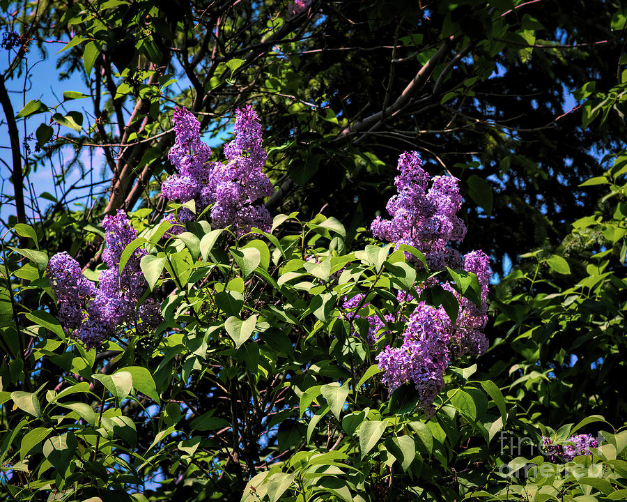 Spring Lilacs by Jon Burch Photography Spring Lilacs by Jon Burch Photography