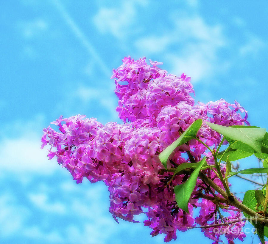 Spring Lilacs Photograph by Lenore Locken