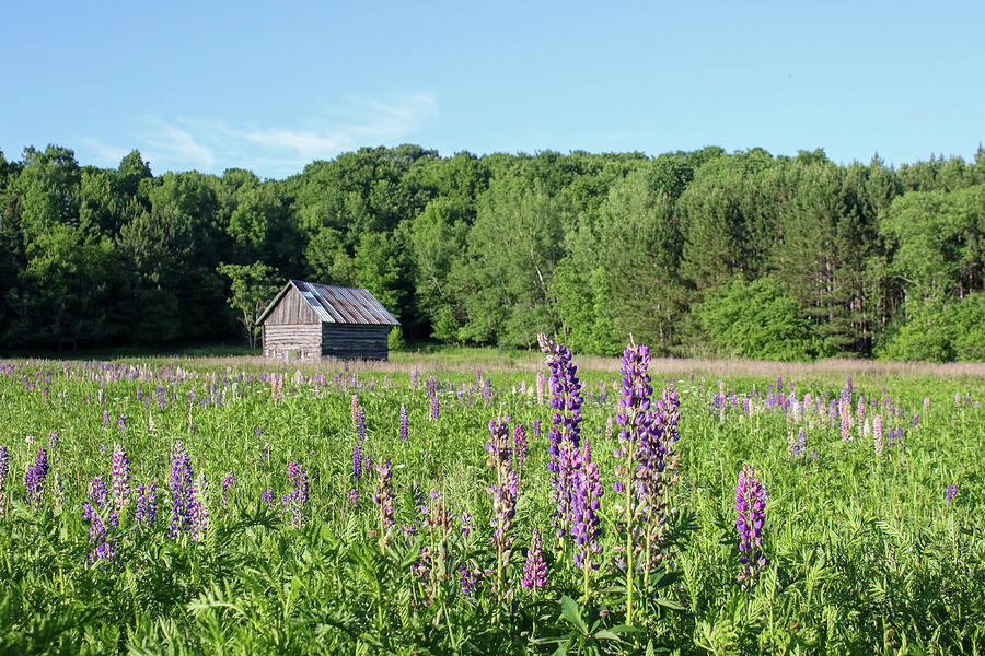 Spring Lupine Barn 21 Photograph by Brook Burling