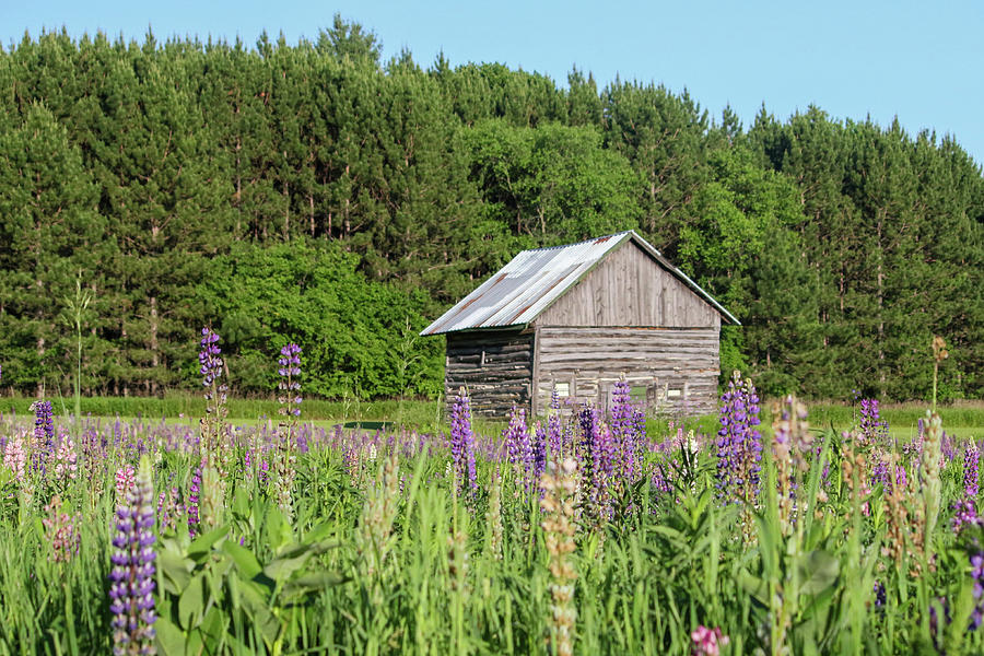 Spring Lupine Barn 23 Photograph by Brook Burling
