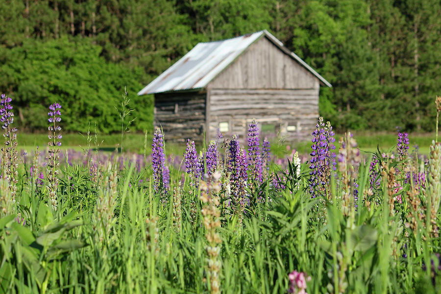 Spring Lupine Barn 26 Photograph by Brook Burling