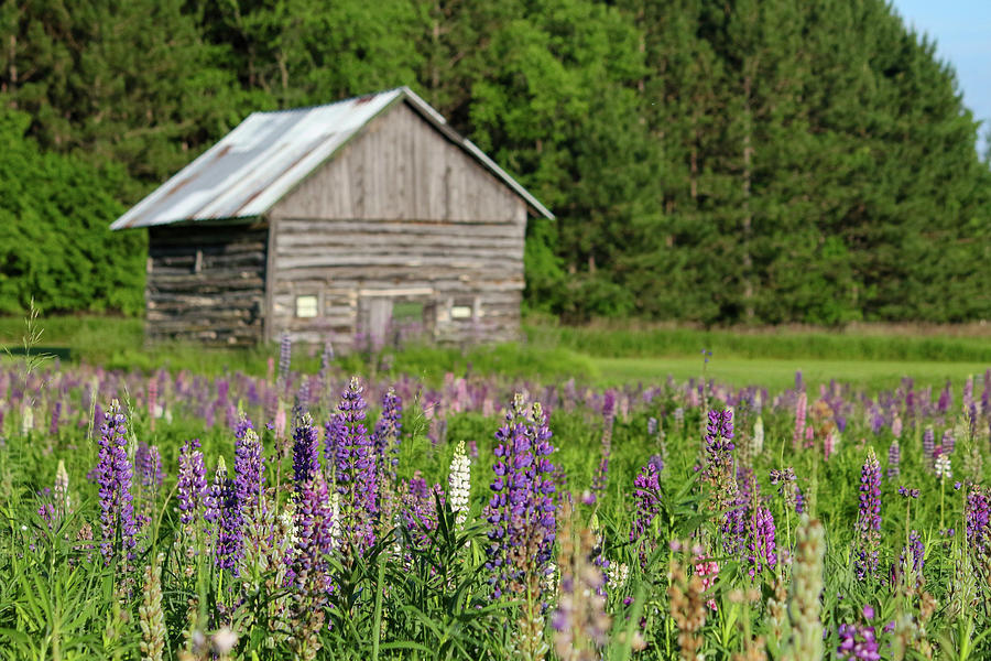 Spring Lupine Barn 27 Photograph by Brook Burling