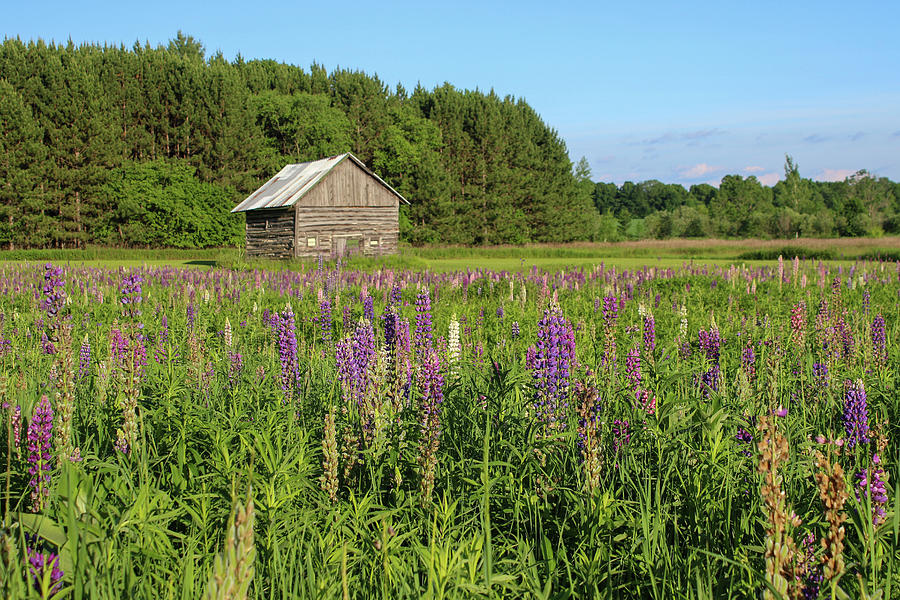 Spring Lupine Barn 31 Photograph by Brook Burling