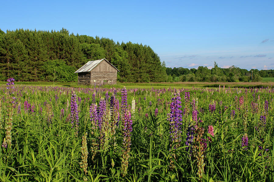 Spring Lupine Barn 32 Photograph by Brook Burling
