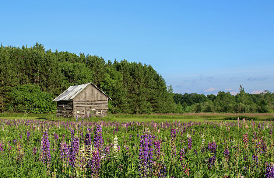 Spring Lupine Barn 34 Photograph by Brook Burling