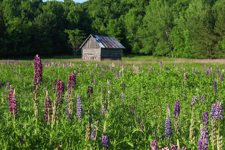 Spring Lupine Barn 37 Photograph by Brook Burling