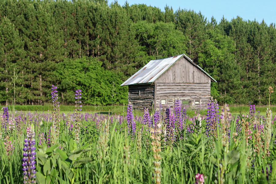 Spring Lupine Farm 25 Photograph by Brook Burling