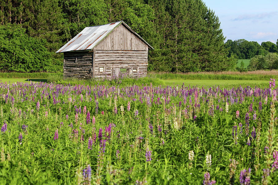 Spring Lupine Farm 28 Photograph by Brook Burling