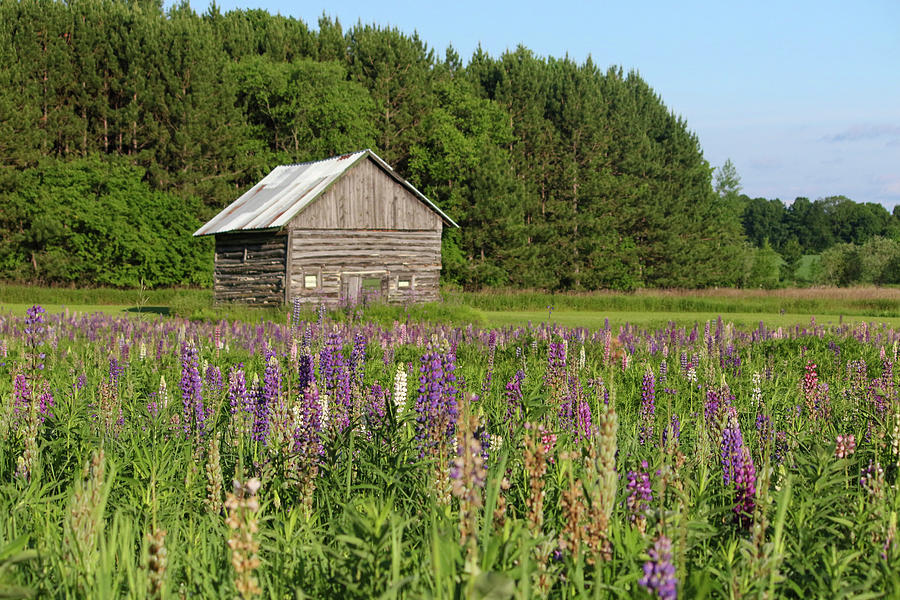Spring Lupine Farm 29 Photograph by Brook Burling