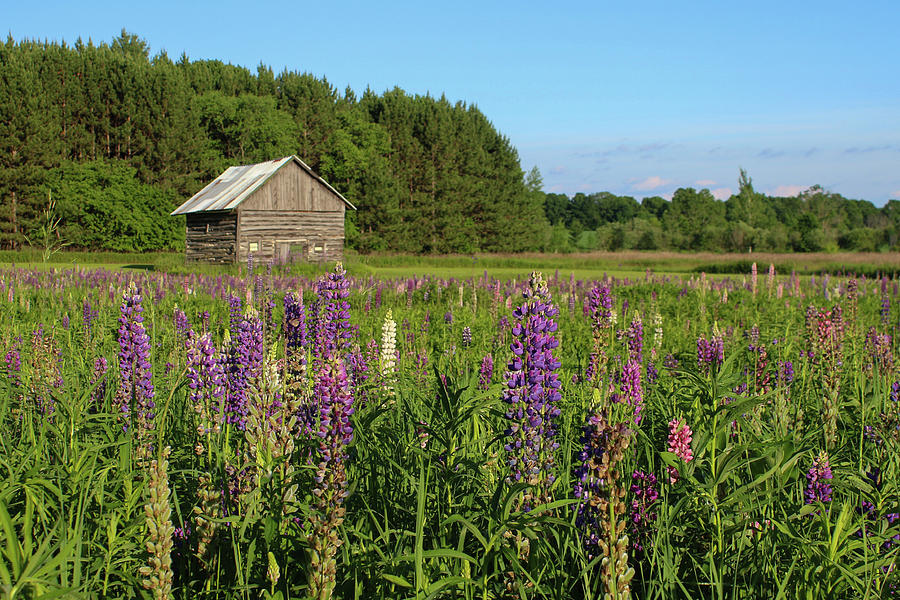 Spring Lupine Farm 35 Photograph by Brook Burling