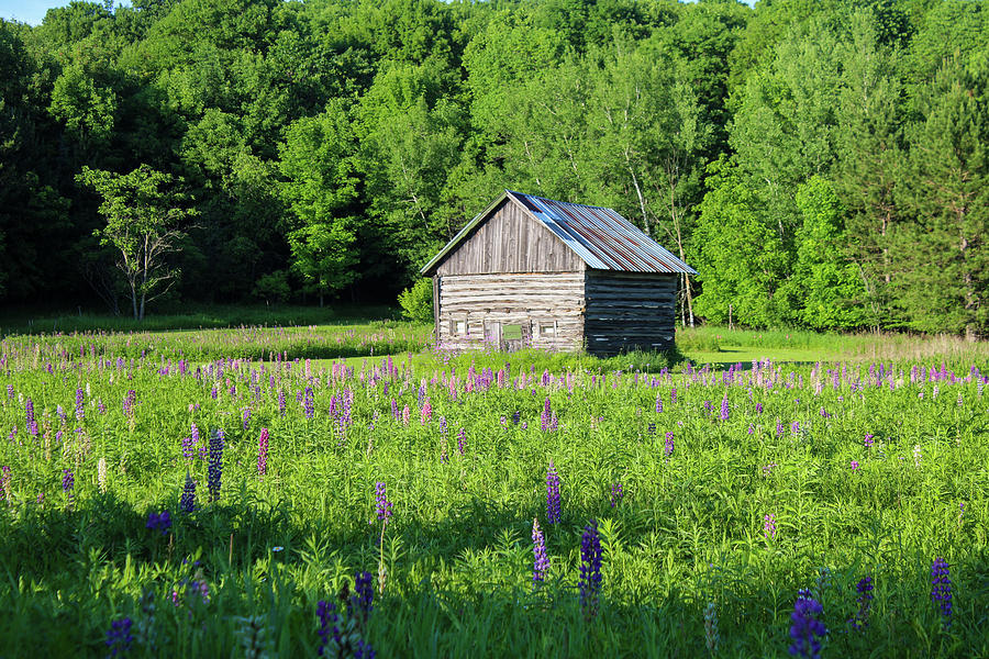 Spring Lupine Farm 36 Photograph by Brook Burling