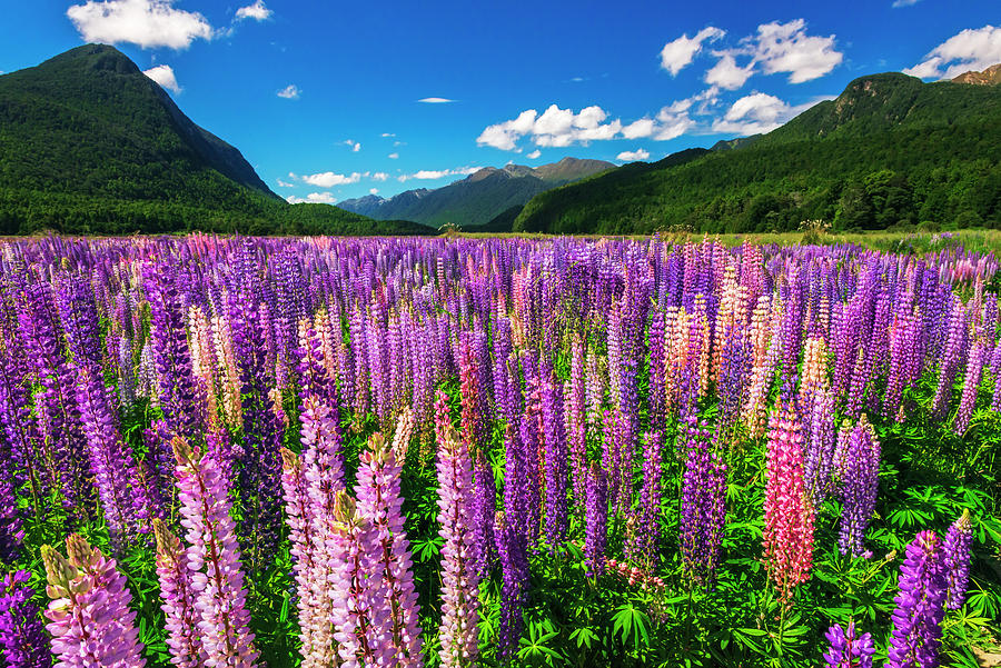 Fiordland National Park Photograph - Spring Lupine In Eglinton Valley by Russ Bishop
