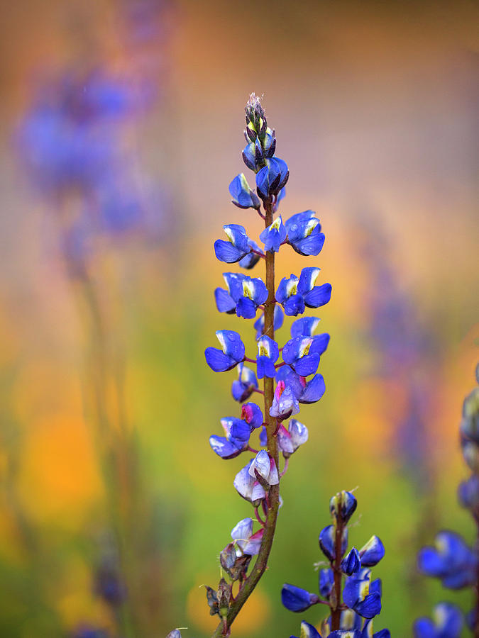 Spring Lupine Photograph by Sue Cullumber