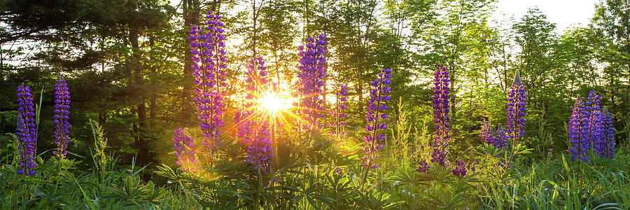 Spring Photograph - Spring Lupine Sunburst by White Mountain Images