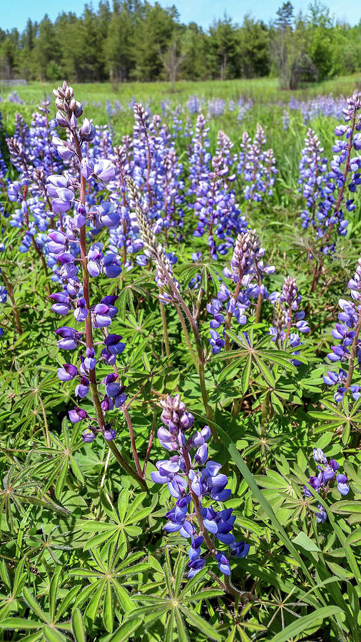 Spring Lupines Photograph by Brook Burling