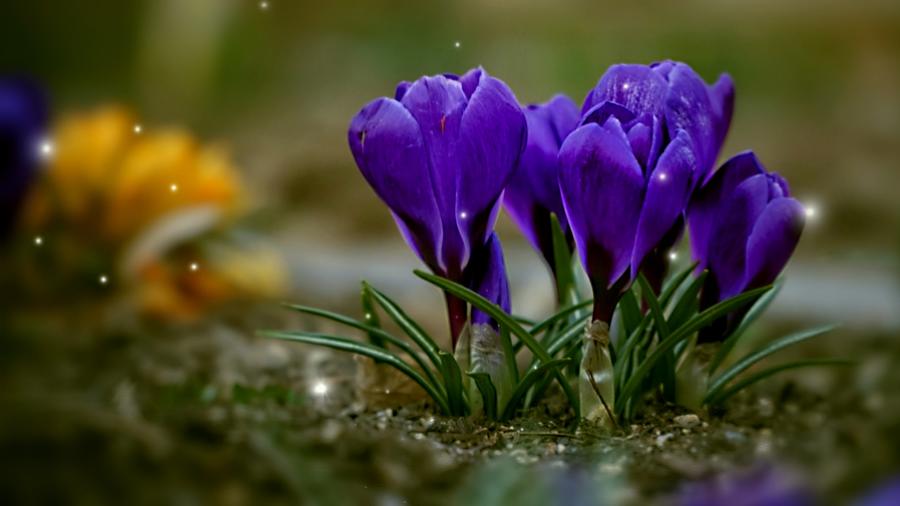 Spring Magic Photograph by Varga Zsolt