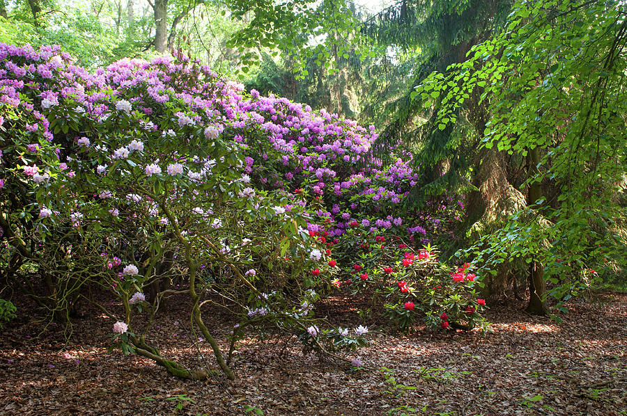 Spring Marvels. Lush Rhododendron Blooms 1 Photograph by Jenny Rainbow