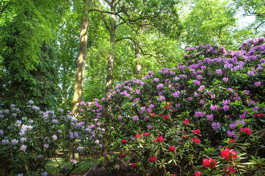 Spring Marvels. Lush Rhododendron Blooms 2 Photograph by Jenny Rainbow