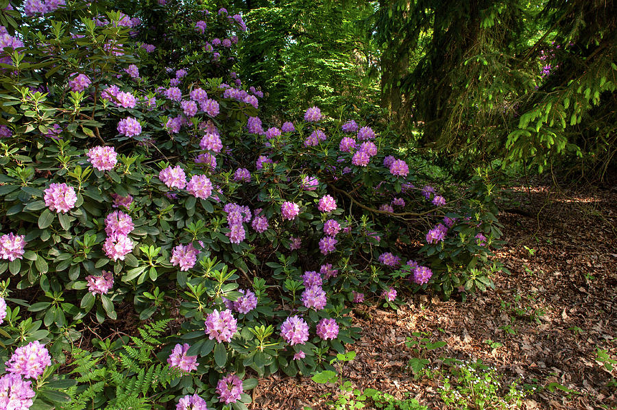 Spring Marvels. Lush Rhododendron Blooms  Photograph by Jenny Rainbow