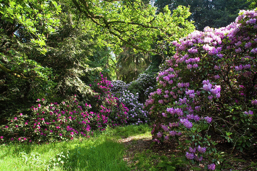Spring Marvels. Lush Rhododendrons Bloom Photograph by Jenny Rainbow