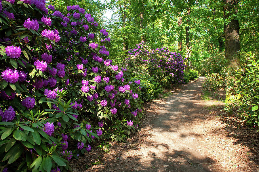Spring Marvels. Purple Rhododendron Blooms Photograph by Jenny Rainbow