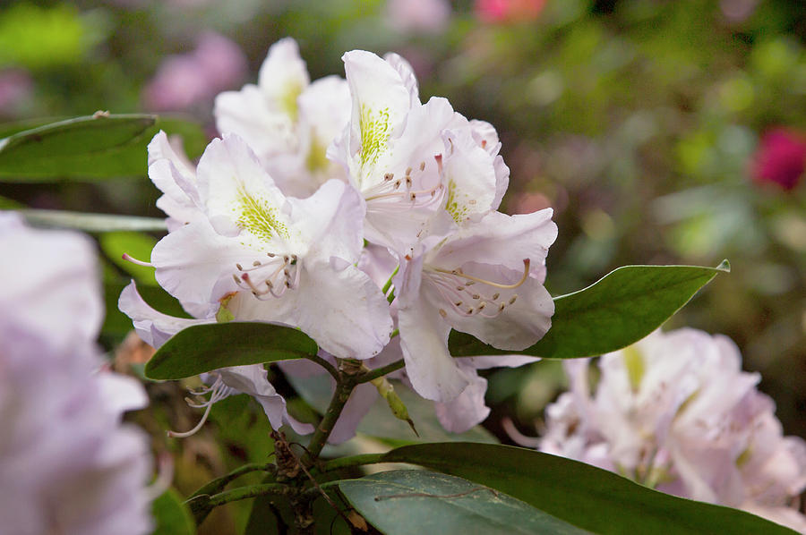 Spring Marvels. Rhododendron Chionoides Photograph by Jenny Rainbow