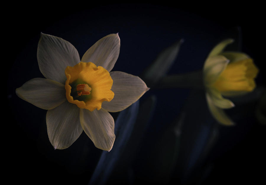 Spring Photograph by Mary Lynn Giacomini - Fine Art America